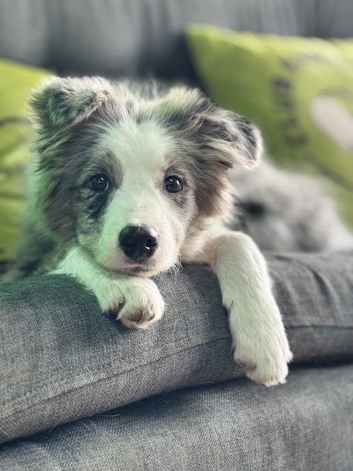 Consultorio Emocional Canino