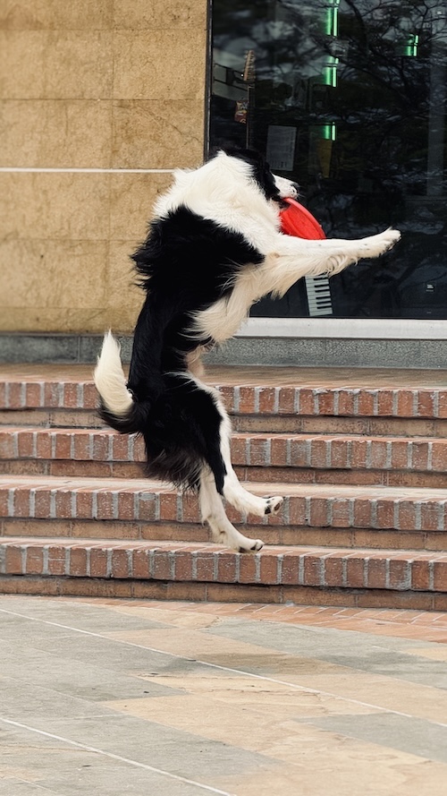 Consultorio Emocional Canino