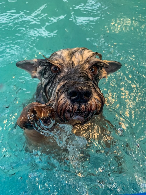 Educación canina profesional en Medellín - Club Family Dogs