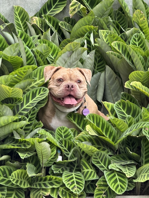 Profe en Casa - Educación canina a domicilio en Medellín - Club Family Dogs